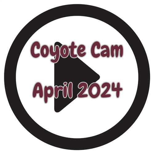 coyote cam april 2024